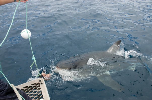 great white great white